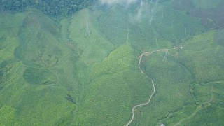 鸟瞰图茶叶种植园Cameron高地上午，彭亨州，马来西亚视频素材模板下载