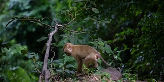 猴子生活在泰国普吉岛的一片天然森林里。