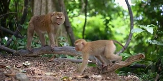 猴子生活在泰国普吉岛的一片天然森林里。