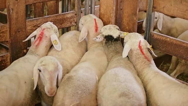 兽医检查羊和饲养员标记她的红色