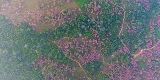 鸟瞰图的粉红色花樱花，樱花，在福洛美，罗伊省，泰国。