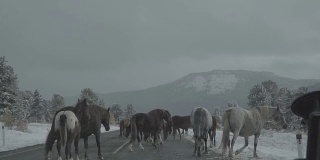 驾驶汽车在冬季的山区景观。一群马过马路的慢镜头