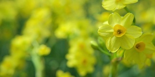 春天公园里新鲜的黄色水仙花。花园里盛开的花朵。花的草地。春天的复活节