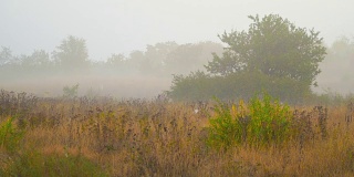 乡间的秋日清晨，雾气蒙蒙