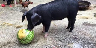 大黑猪正在狼吞虎咽地吃西瓜