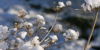 冬天的植物在雪中