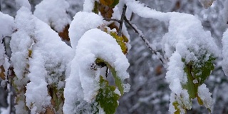 在树枝上的雪中移动