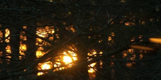 阳光洒在树枝上