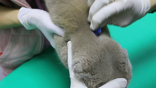 兽医给猫做检查