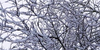 慢慢地摇过一根被雪覆盖的树枝