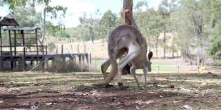 袋鼠在澳大利亚的农场里跳来跳去