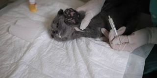 护士打开小猫的嘴，用注射器将药物注射到小猫的嘴里