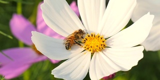 蜜蜂采集花粉的慢镜头
