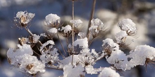 冬天的植物在雪中