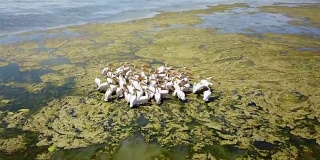 在多瑙河三角洲的一个盐湖上，一大群大白鹈鹕