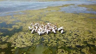 在多瑙河三角洲的一个盐湖上，一大群大白鹈鹕视频素材模板下载