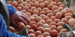 鸡场按重量分级和包装的鸡蛋生产线