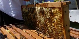 养蜂人控制蜂窝