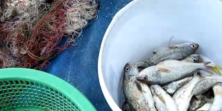 渔网中的黄花鱼或鼓鱼