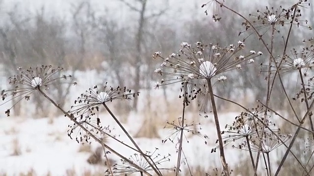 田野上下着大雪，草地干枯。冬季自然背景