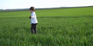 小男孩在田野里走着，摸着绿色的麦子。孩子用手摸着小麦。收获的概念。收获的概念
