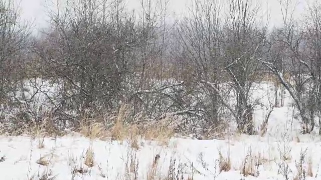 田野上下着大雪，草地干枯。冬季自然背景