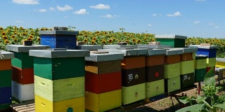 在向日葵地里养蜂