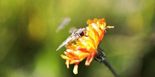 黄蜂从高山绉花收集花蜜