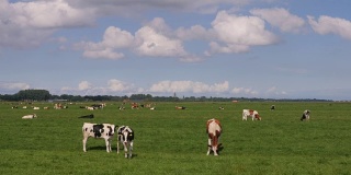 黑白奶牛在草地上吃草，看着镜头