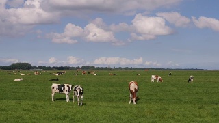黑白奶牛在草地上吃草，看着镜头视频素材模板下载