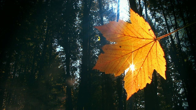 视频自然背景-阳光和红色秋叶循环