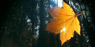 视频自然背景-阳光和红色秋叶循环