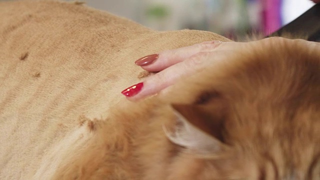 近距离拍摄的姜猫被剃须是一个专业兽医美容师