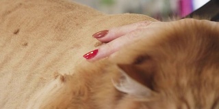 近距离拍摄的姜猫被剃须是一个专业兽医美容师