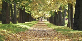 秋天金色的椴树巷在镇上落叶