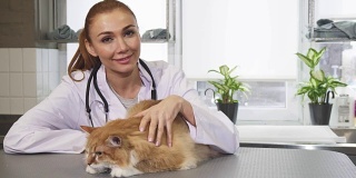 美丽年轻的女性专业兽医在工作中爱抚一只猫