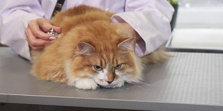 一个毛茸茸的姜猫被专业兽医检查的特写