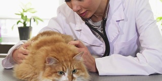 专业女兽医检查可爱的姜猫与听诊器