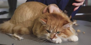 可爱的毛绒绒的姜猫正在剃毛的兽医在诊所