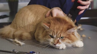 可爱的毛绒绒的姜猫正在剃毛的兽医在诊所视频素材模板下载