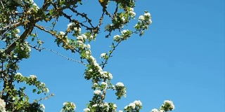一丛白色山楂或山楂的树枝，在蓝色的春天的天空下，在风的运动在安达卢西亚，西班牙。