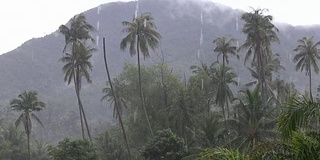 热带的风和雨落在泰国绿色的棕榈树叶上