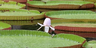 植物园里的巨型睡莲。岛国毛里求斯。亚马逊维多利亚，女王维多利亚