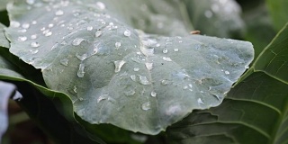 卷心菜绿叶上的水滴