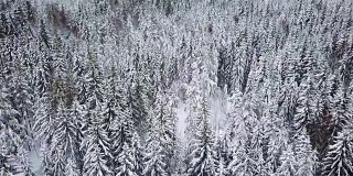 在寒冷的冬天，高空飞行的摄像机会在大树林上方倾斜