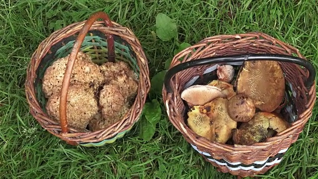夏天，森林里有两个装满可食用蘑菇的篮子