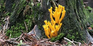 野生森林黄色蘑菇黄(珊瑚)。采摘蘑菇。