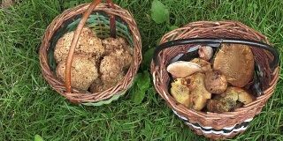 夏天，森林里有两个装满可食用蘑菇的篮子