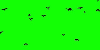 黑色的鸟在绿色的屏幕背景上飞起来