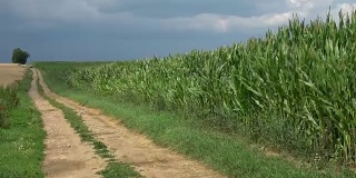 玉米田的边缘有田路。汽车在玉米田的土路上行驶